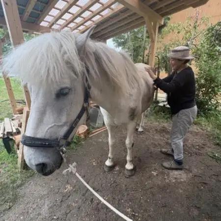 与謝野町 馬と暮らすセラピー体験　馬と触れ合う30分コース【1758586】