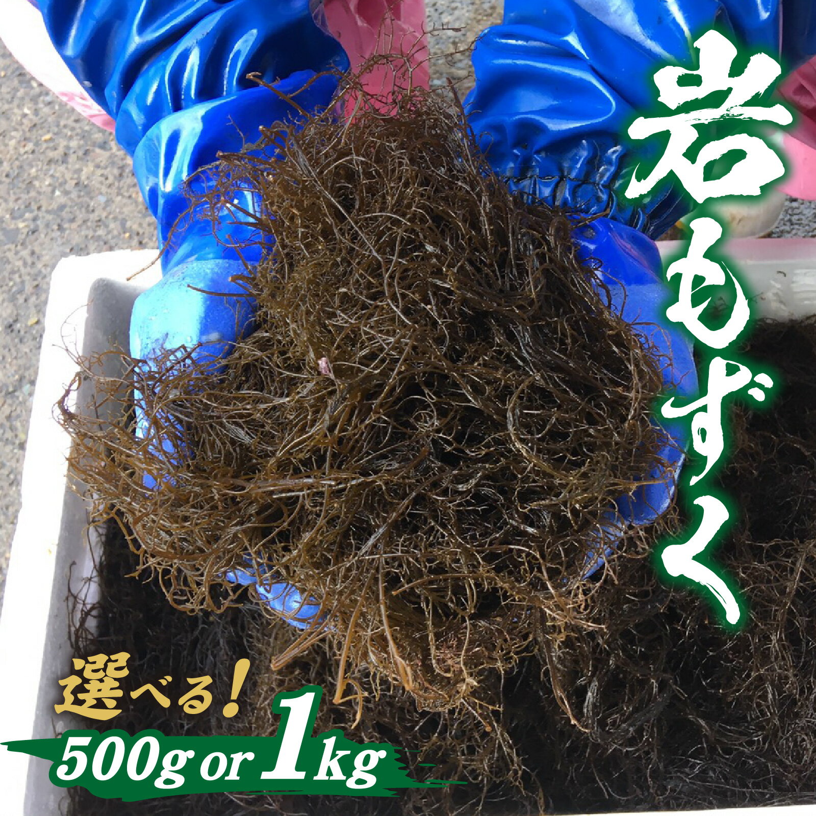 【ふるさと納税】【先行予約】【選べる容量】とれたて！！厳選岩もずく0.5 ～ 1.0kg【2026年5月下旬ごろ順次発送】｜ 新鮮 お造り 刺身 晩酌 食卓 BBQ 冷蔵 送料無料