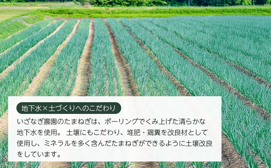 いざなぎ農園の淡路島たまねぎ10kg　　[玉ねぎ 玉葱]