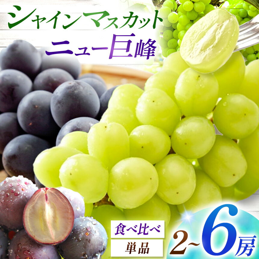 【ふるさと納税】宮内果樹観光園 選べる シャインマスカット ニュー巨峰 食べ比べ 単品 2房 ～ 6房 ( 約 1kg / 2kg ) | フルーツ 果物 くだもの ぶどう ブドウ 葡萄 マスカット 巨峰 セット 産地直送 大分県 中津市 【発送は2026年8月5日〜2026年9月10日頃の予定】