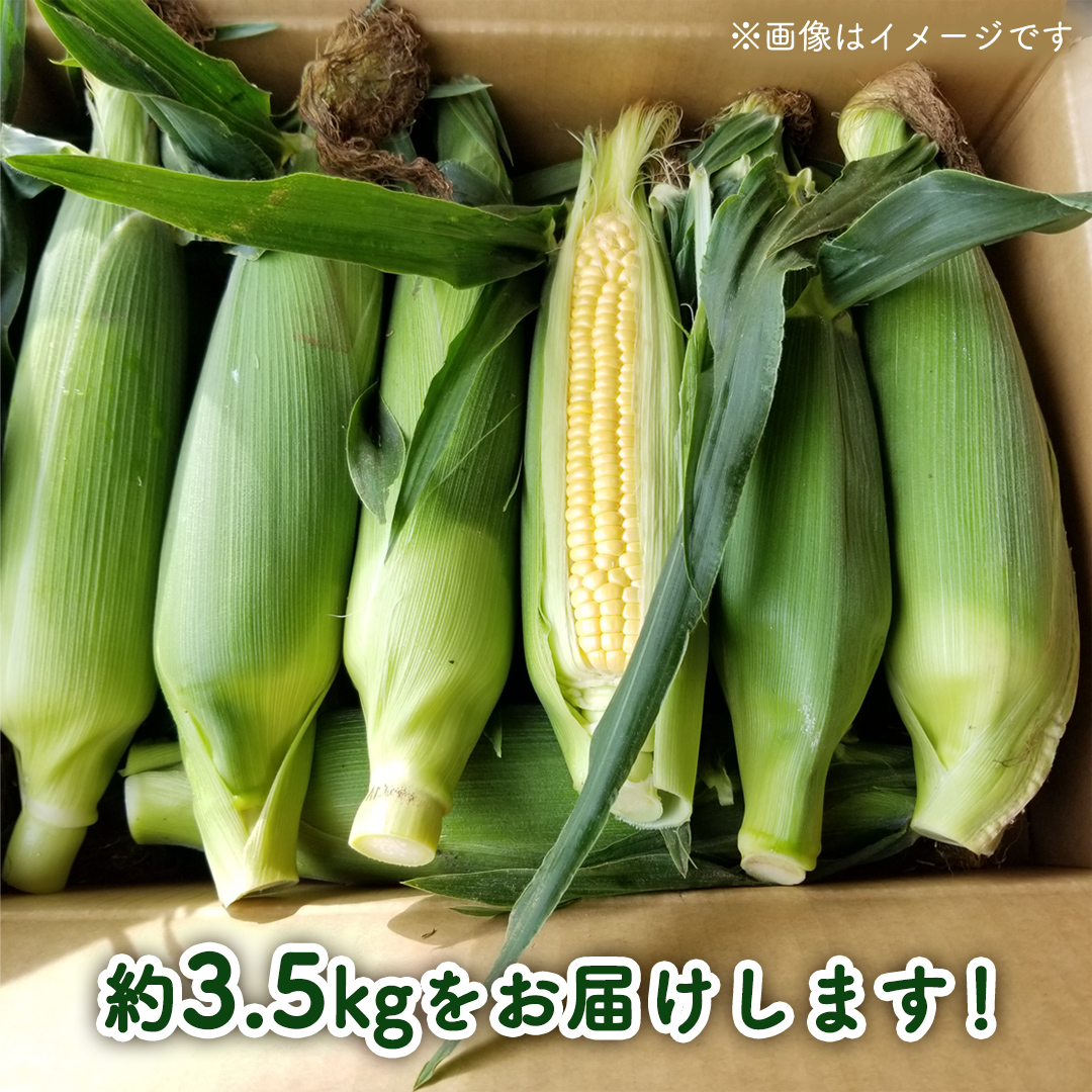 【先行予約 令和7年 6月下旬 以降発送 】 朝採り とうもろこし （ ゴールドラッシュ ） 約 3.5kg トウモロコシ 朝採り 甘い 新鮮 スイートコーン コーン 野菜 極甘 岩田さん 2025 