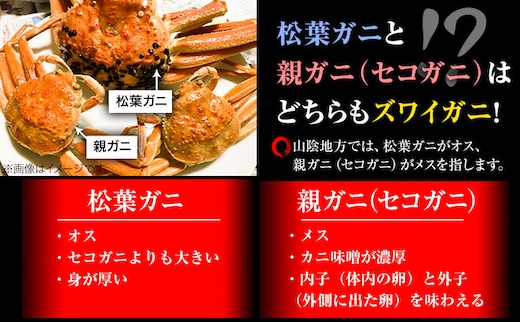 【先行予約】【蒸し】訳あり 足折れ 日本海産 親ガニ セコガニ 6枚(甲羅のサイズ7.5~8.5cm) 高間商店《11月中旬-1月中旬頃出荷》鳥取県 八頭町 送料無料 カニ 蟹 かに 訳あり 足折れ 