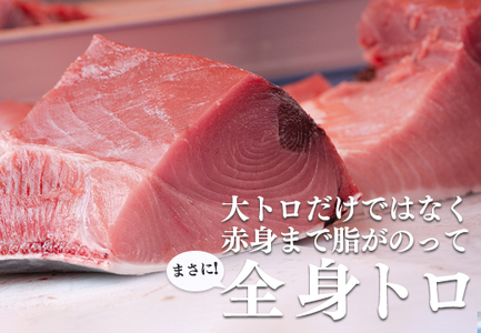 本マグロ(50kg以上)　1本