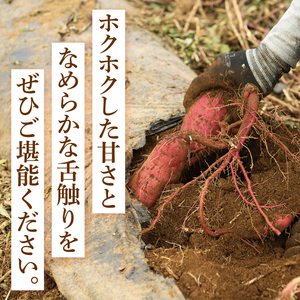 【12月下旬より順次発送】さつまいも くりかぐや5kg【甘藷 甘い さつま芋 サツマイモ 薩摩芋 茨城県産 茨城県 阿見町】(90-01)