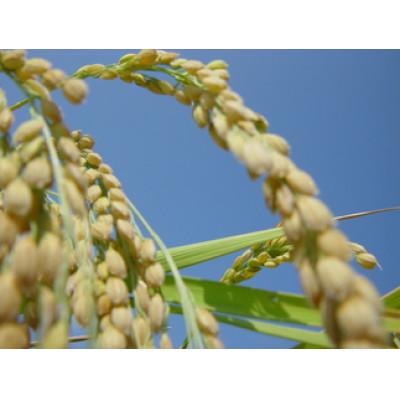 ふるさと納税 上越市 米物語　上越産コシヒカリ(精米)15kg(5kg×3袋) |  | 01