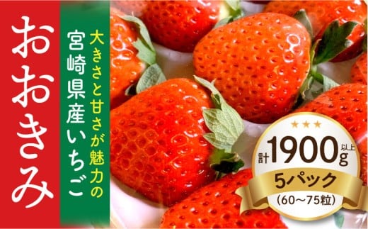 《2026年発送》【数量・期間限定】宮崎県産いちご「おおきみ」5パック(計1900g以上：60粒～75粒)_M260-003