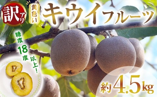 
            【先行予約】【訳あり】茨城県産 黄色いキウイ 4.5㎏ 訳あり 訳アリ キウイ キウイフルーツ 果物 フルーツ 青果物 【こばしファーム】【ho1550】
          