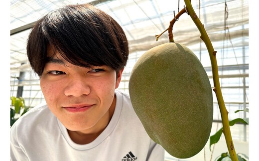 Alon Alon マンゴー（キーツ）栽培期間中農薬不使用 1kg～1.5kg【6月中旬～7月下旬頃発送】　マンゴー キーツ 幻 農薬不使用 濃厚 果物 フルーツ 完熟 追熟 国産 日本 房総 千葉県 富津市 産地直送 夏 季節限定 数量限定 濃厚 高糖度 さっぱり 希少 貴重 高級 皮 キーツマンゴー マンゴーウォーター トロピカル Mango ギフト 贈り物 プレゼント 贈答 記念日