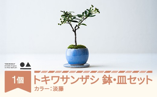 【鉢皿色・淡藤】　トキワサンザシ 常盤山査子  盆栽 植物 石木花 sw-botkx380 ※沖縄・離島への配送不可