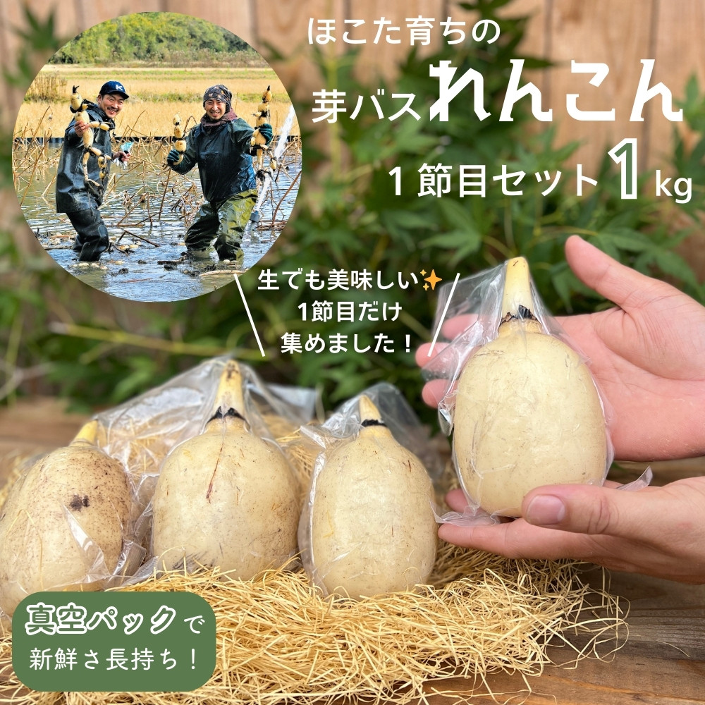 
            希少 芽バス １節目 れんこん ［真空パック入り / 1kg 以上］ レンコン 蓮根  茨城県産 茨城 鉾田市産 鉾田 
          