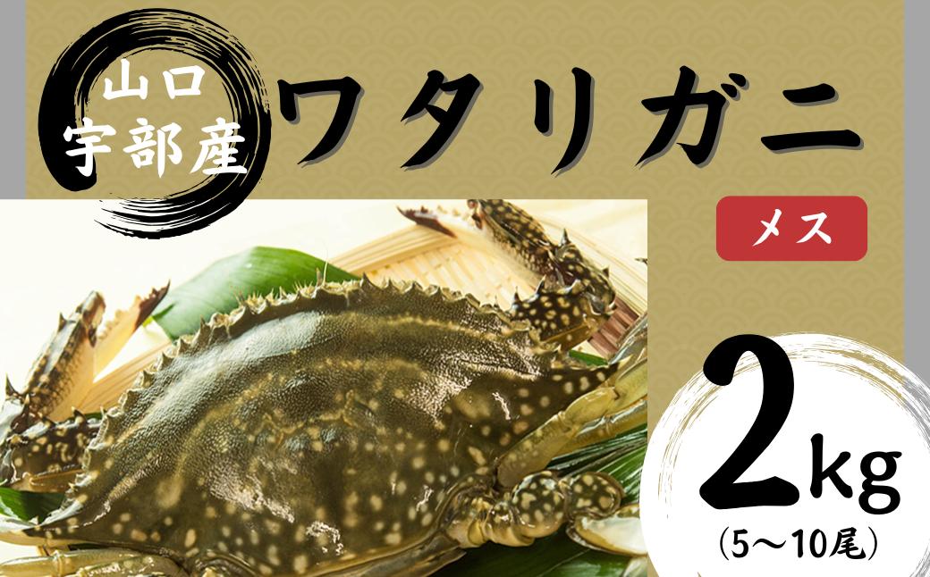 
            【先行予約】【北海道・東北・沖縄・離島配送不可／着日指定必須】ワタリガニ [メス] 約2kg(5～10尾)【山口県 宇部市 鍋 パスタ 味噌汁 カニ 超 新鮮 ゆでる 蟹 かに 蟹みそ 醤油漬け  料理 お祝い 魚介】
          