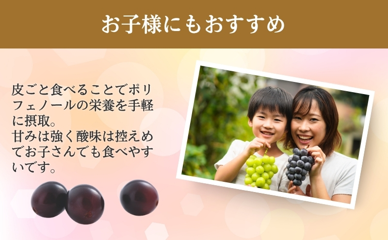 ぶどう 長野 ナガノパープル 約1.2kg 2～3房 特選 大粒 種なし 皮ごと 産地直送 フルーツ 果物 デザート おやつ 葡萄 長野パープル 秋 旬 旬の果物 旬のフルーツ 信州 信州産 長野県 
