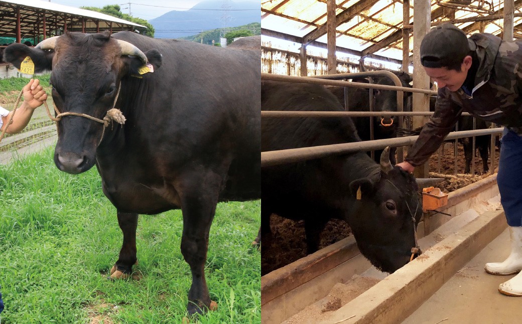 【3ヶ月定期便】A5等級 博多和牛特選ロースうす切り 計1kg（500g×2パック）