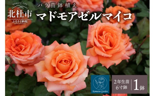 【2026年2月以降発送】バラ苗鉢植え「マドモアゼルマイコ」 バラ 苗 1鉢 四季咲き 鉢植え 花 6寸鉢 2年生苗 ガーデニング 初心者 母の日 父の日