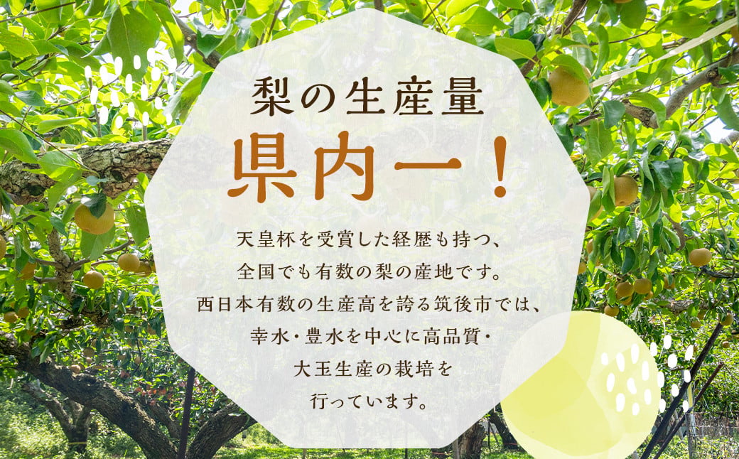 幸水梨 約3kg 5～8玉【2026年7月下旬から8月下旬発送予定】 ナシ 梨 果物 フルーツ 福岡県産