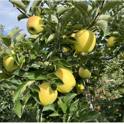 【ふるさと納税】シャキシャキ!サクサク!シナノゴールド 家庭用 約10kg【1660814】