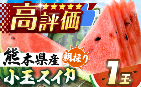 【先行予約】 小玉スイカ（赤色）1玉 熊本県和水町産 【2025年（令和7年）4月中旬～6月頃にかけて順次発送予定】 | 熊本県 和水町 くまもと なごみまち すいか 西瓜 watermelon 小玉 1玉