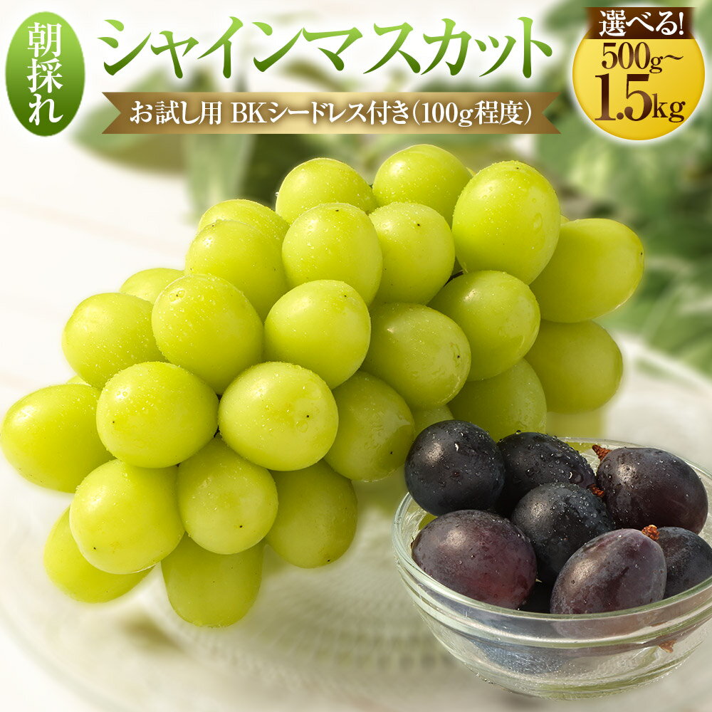 【ふるさと納税】 【選べる・容量】 【先行予約】 朝採れ シャインマスカット （種なし） 500g（1房） 1.0kg（2房） 1.5kg（3房） お試し用 朝採れ BKシードレス付き（100g程度）マスカット ぶどう 鹿児島県 薩摩川内市 送料無料 【2026年8月下旬発送予定】 ZS-6138