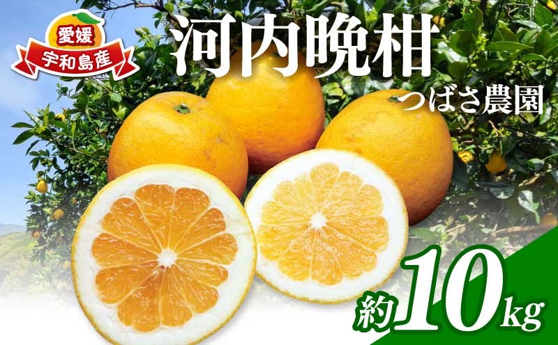 
                  河内晩柑 約 10kg 愛媛みかん つばさ農園 先行予約 家庭用 晩柑 かわちばんかん 晩柑 和製 グレープフルーツ 愛媛蜜柑 愛媛県産 果物 くだもの フルーツ 柑橘 みかん 蜜柑 mikan産地直送 農家直送 産地直送 数量限定 国産 愛媛 宇和島 B010-048004
                