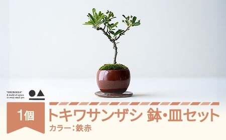 【鉢皿色・鉄赤】 トキワサンザシ 常盤山査子 盆栽 植物 石木花 sw-botkx380 ※沖縄・離島への配送不可