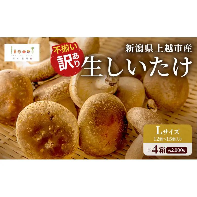 不揃い 訳あり 肉厚 新潟県上越市産 生しいたけ シイタケ 椎茸 約500g ×4箱（計約2kg） 秋山農場グリーンプロジェクト