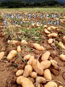 【2025年度産】北海道上ノ国町産 おいしい馬鈴薯「メークイン」　Mサイズ×10㎏