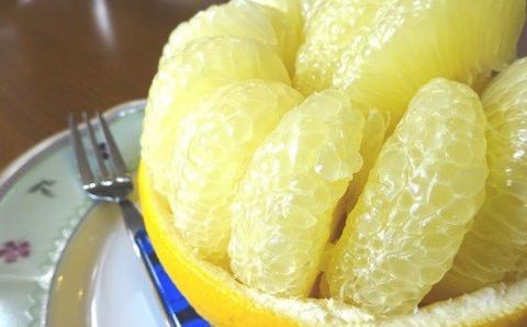 土佐文旦 10kg 2L～3Lサイズ（ご家庭用） 植田農園［1537］