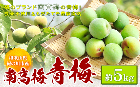 青梅 梅 あおうめ 和歌山産 南高梅 約5kg ときわオンライン《2025年5月下旬-7月上旬頃出荷》 和歌山県 紀の川市 産地直送 農家直送