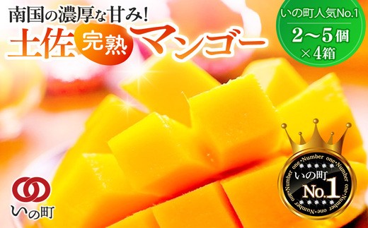
かおる・とろける！土佐マンゴー(2～5個)×４箱

