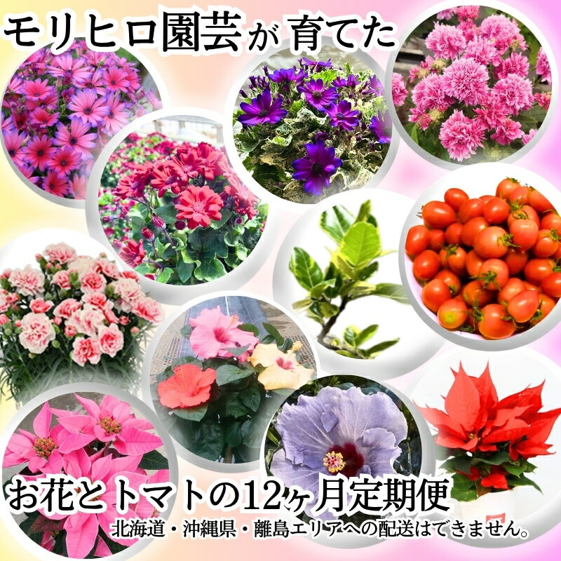 【ふるさと納税】モリヒロ園芸が育てたお花とトマトの12ヶ月定期便 植物 野菜 ミニトマト 　お届け：ご寄附（入金）確認月の翌月回より12ヶ月間順次配送致します。