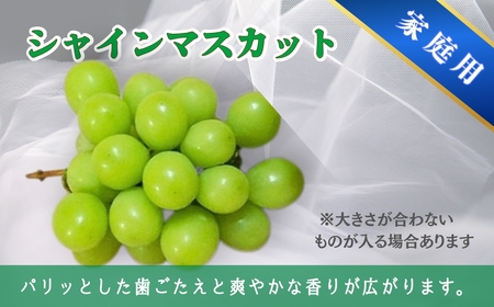 【2026年先行予約】家庭用 シャインマスカット＆ナガノパープル 約2kg（3~5房）｜ ぶどう