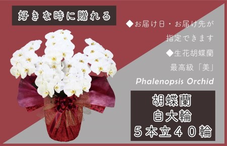 5本立て 胡蝶蘭 40輪～50輪 白色【木製大型木札 または メッセージカード 付き】