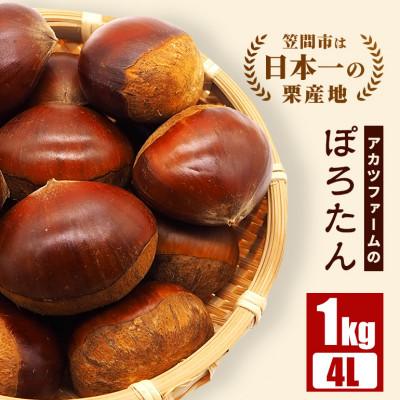ふるさと納税 笠間市 【先行予約　2026年9月下旬以降発送】アカツファームのぽろたん(生栗)4L 1kg