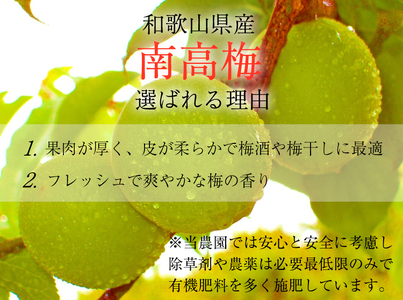 生うめ 約３kg (S、Mサイズおまかせ)+3%増量 優品【梅干・梅酒用】紀州和歌山県産 熟南高梅   ＜2027年6月上旬～7月上旬頃発送予定＞/ 梅干し 梅酒 ウメシロップ ジュース ジャム他 紀
