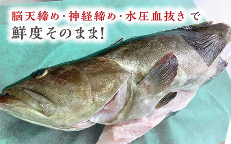 対馬産クエ 丸ごと1匹 2.7kg以上！《対馬市》【エムズスタイル】直送 新鮮 マルモン 刺身 しゃぶしゃぶ 鍋 くえ アラ 高級魚 お祝い プレゼント 還暦[WCN005]