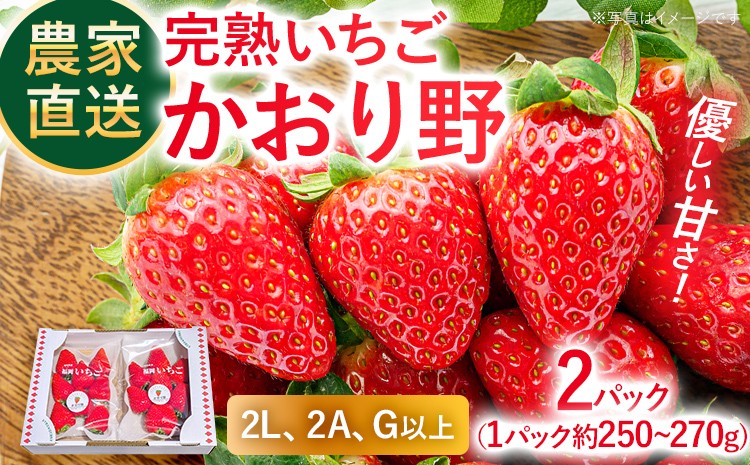 
                  農家直送完熟いちご かおり野 期間限定 いちご 苺 2パック 福岡県 完熟 フルーツ 果物 予約 農家直送 産地直送 ギフト 贈り物 プレゼント お取り寄せ 旬 2L 2A G【2027年2月上旬～4月末頃に順次発送】
                