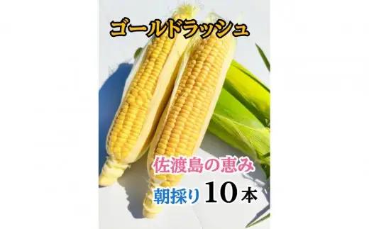 とうもろこし ゴールドラッシュ 10本 トウモロコシ | 新潟県 佐渡市