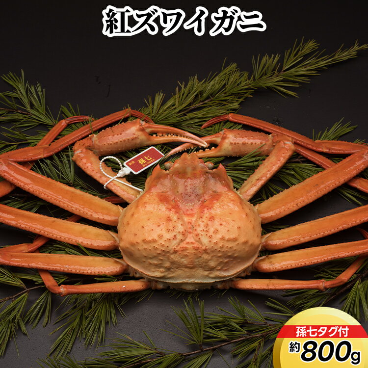 【ふるさと納税】紅ズワイガニ約800g（孫七タグ付）　ずわい蟹 ずわいガニ ズワイガニ 紅ズワイガニ 約800g ※2026年9月～発送