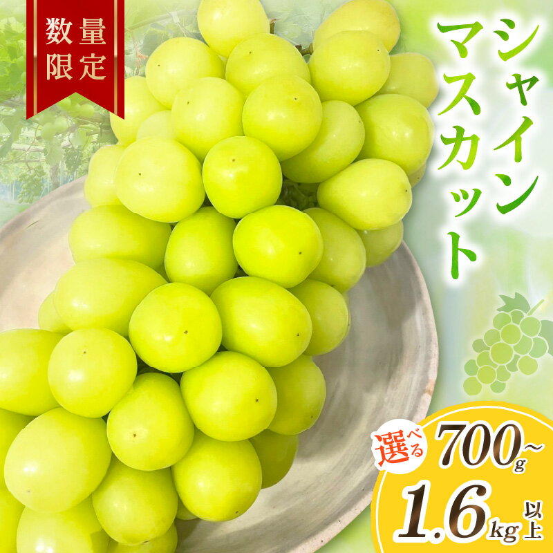 【ふるさと納税】2026年秋発送／先行予約 シャインマスカット 700g以上 1.2kg以上 1.6kg以上 1房 2房 3房（2026年9月上旬～発送） 選べる 内容量 フルーツ デザート 果物 旬 ぶどう マスカット ふるさと納税 果物 ふるさと納税 シャインマスカット