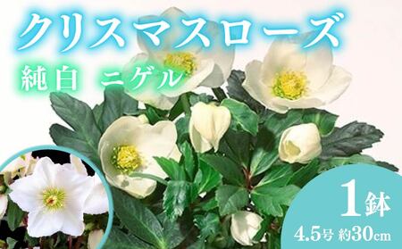 【先行予約】2025年12月初旬発送 鉢植え花 クリスマスローズ バラ 花