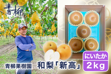 【2026年先行予約】青柳果樹園の和梨 新高 2kg(3～5玉)《10月上旬～順次出荷》にいたか 青柳果樹園