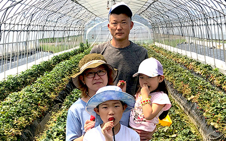 いちご とちおとめ M～L 約1kg いちご 下妻市産 本州のみ配送