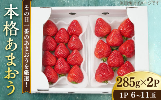 【先行受付】【その日一番のあまおうを即日出荷！】 本格 あまおう ( 285g × 2パック) 【2027年1月以降順次発送】いちご 苺 糸島市 / みのりのりん [ABD002] ランキング 上位 人気 おすすめ