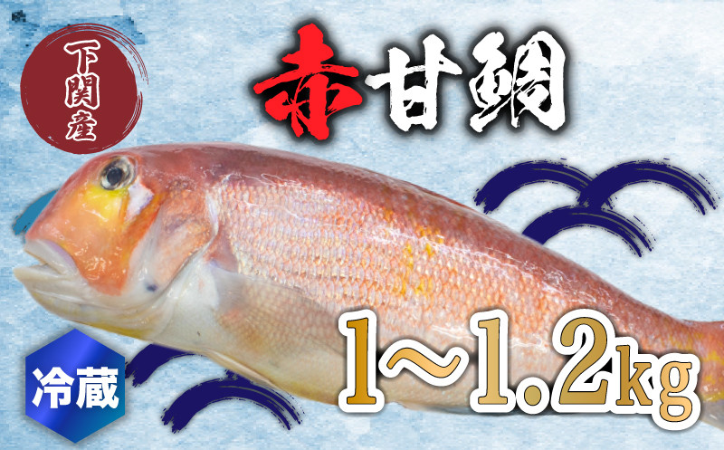 
赤 甘鯛 1～1.2kg 冷蔵 高級 魚 鮮魚 アカ アマダイ 鯛 下処理 済み 新鮮 下関 唐戸市場 直送
