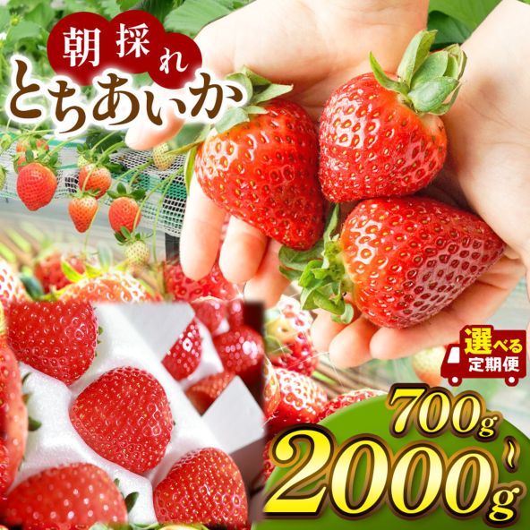 【ふるさと納税】 限定 定期便 いちご イチゴ 苺 とちあいか 選べる定期便 選べる 訳あり 不揃い たっぷり 安い お買い得 | いちご 朝採れ 大粒 新鮮 甘い 美味しい 果物 デザート 栃木県共通返礼品 栃木県 那珂川町 送料無料 贅沢 ご褒美 ぎっしり ふるさと