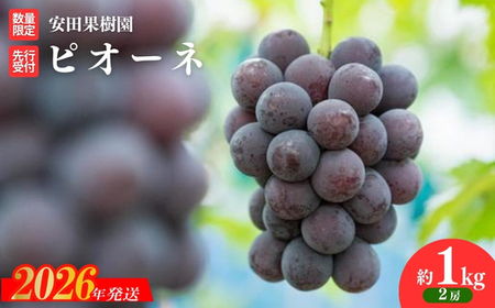 No.2610ぶどう　ピオーネ 約1kg【2026年発送】