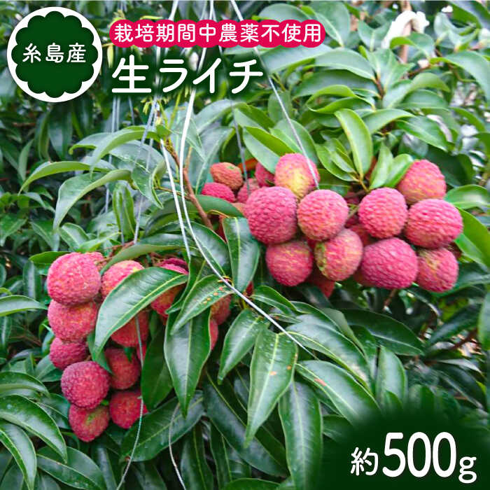 【ふるさと納税】【先行受付】 糸島産 生ライチ(約500g)栽培期間中 農薬不使用 【2026年7月中旬〜8月上旬順次発送】 糸島市 / シーブ [AHC020]2万8千円28000円