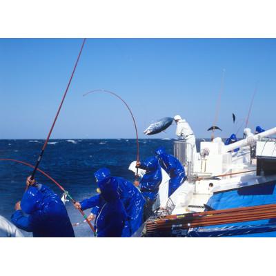 ふるさと納税 九度山町 【訳あり】藁焼き鰹のたたき(藻塩セット)1kg |  | 01