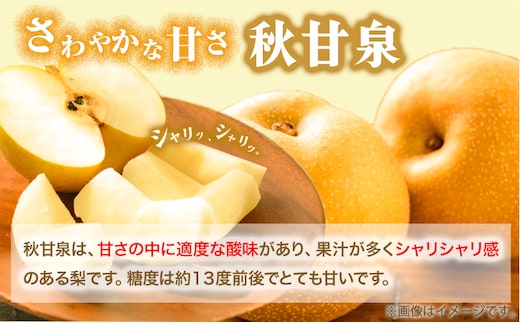 【先行予約】プレミアム 秋甘泉 約3kg (4~10玉) 高間商店《2025年8月下旬から10月上旬頃出荷》鳥取県 八頭町 梨 なし ナシ 果物 フルーツ プレミアム 果汁 ふるさと納税 秋甘泉梨 果