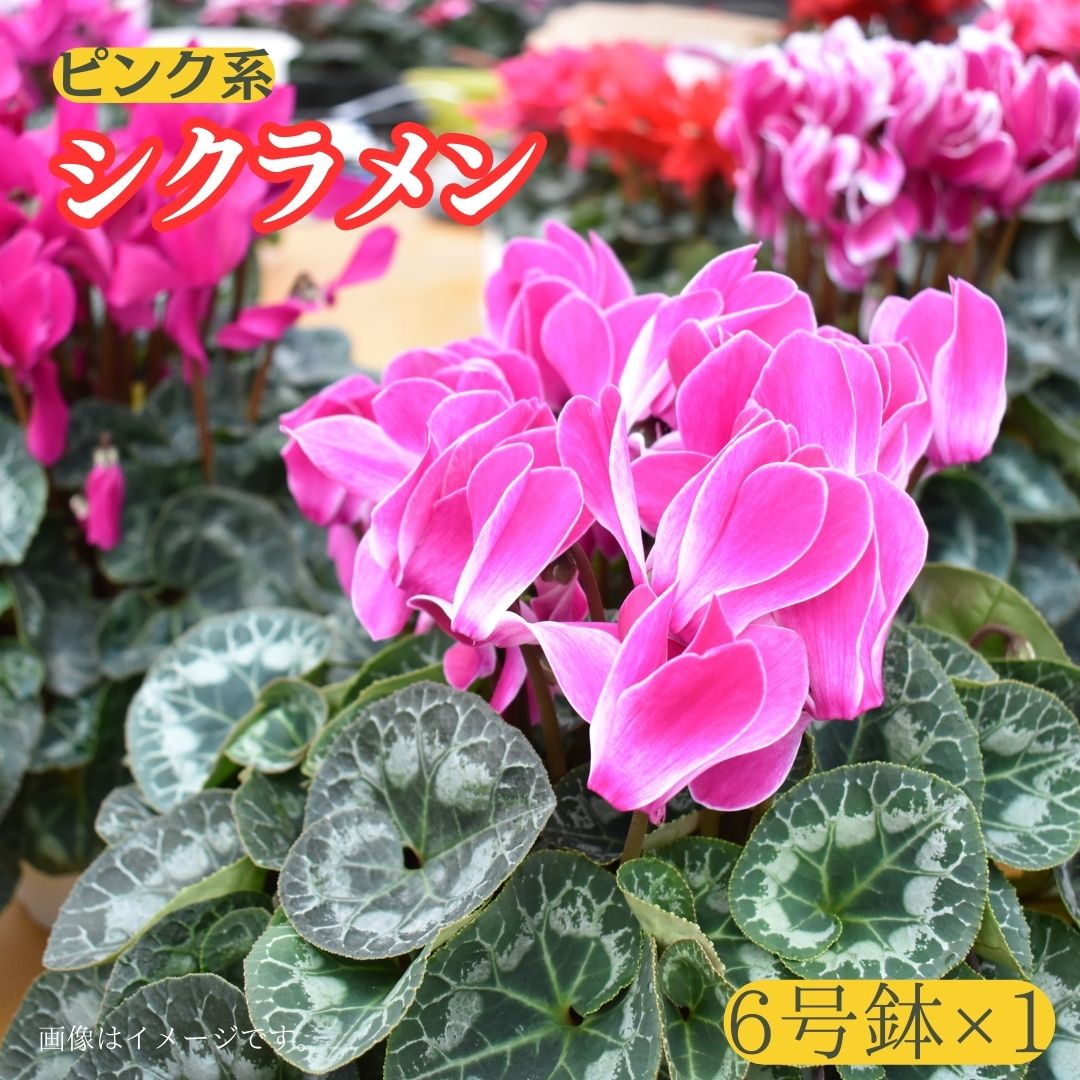 【シクラメン】6号鉢×１（ピンク系）